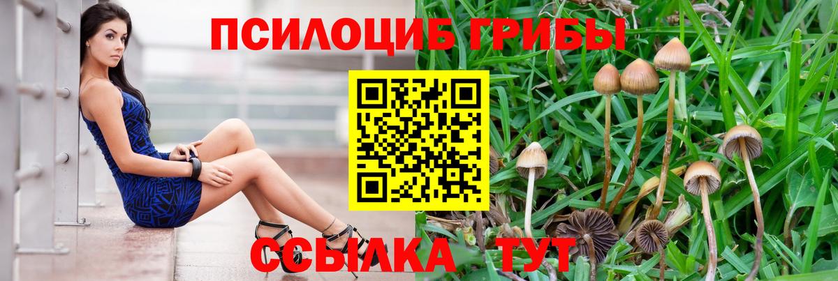 Галлюциногенные грибы Psilocybine cubensis Ухта